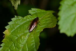 Image of Hemithyrsocera silbergliedi (Roth & L. M. 1985)