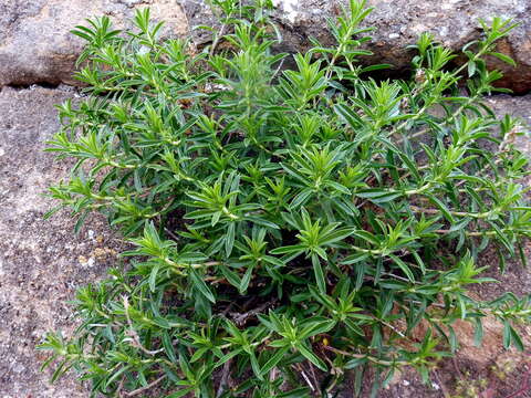 Image of perennial savory