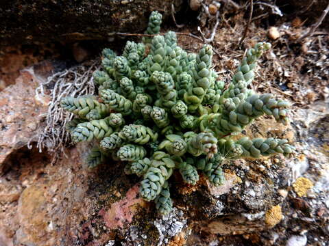 Image of thick-leaf stonecrop