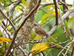 Image of Rufous-collared Sparrow