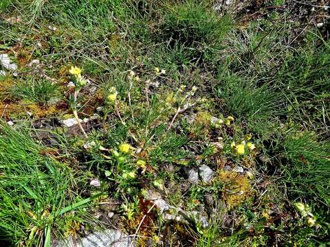 Image of Potentilla multifida L.