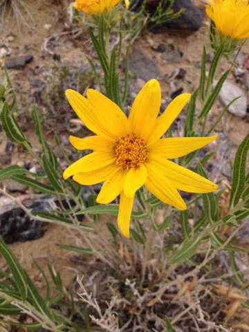 Image of badlands mule-ears