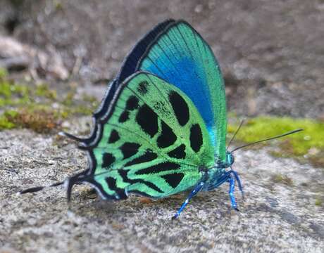 Imagem de Lamasina rhaptissima (Johnson 1991)