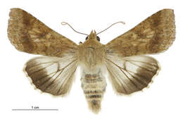 صورة Helicoverpa punctigera Wallengren 1860