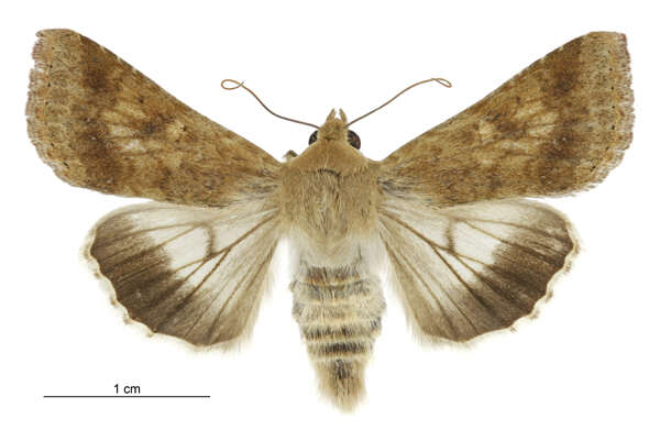 صورة Helicoverpa punctigera Wallengren 1860