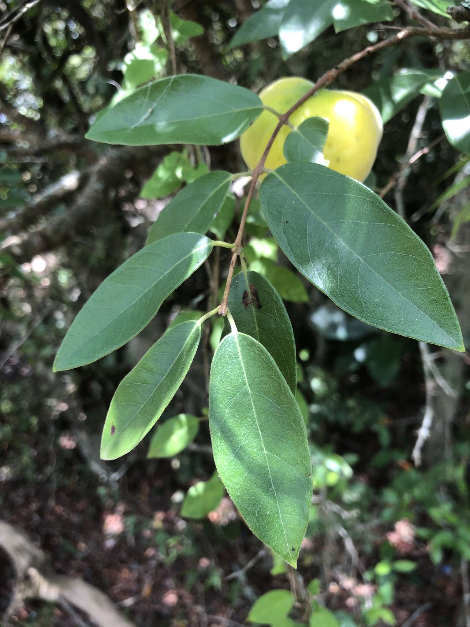 Image de Eugenia pyriformis Cambess.