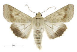 صورة Helicoverpa punctigera Wallengren 1860