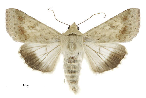 صورة Helicoverpa punctigera Wallengren 1860