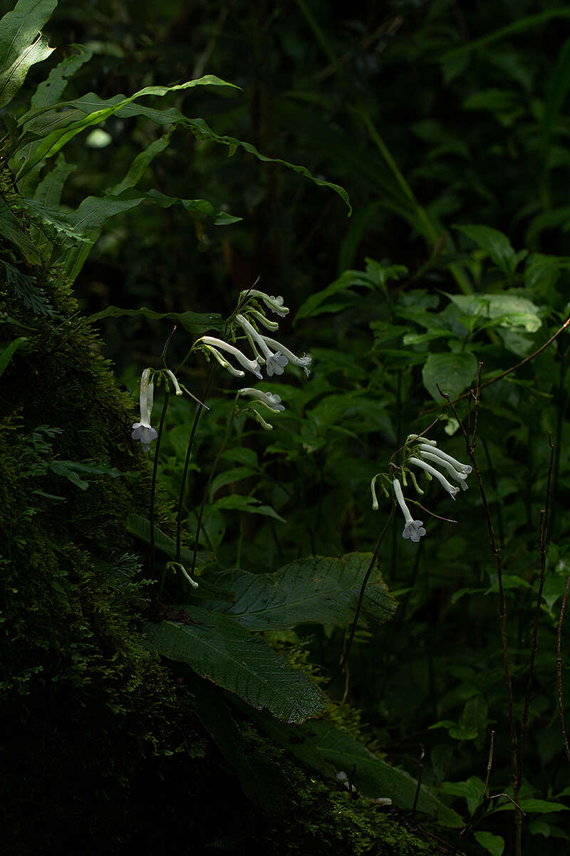 Sivun Streptocarpus solenanthus Mansf. kuva