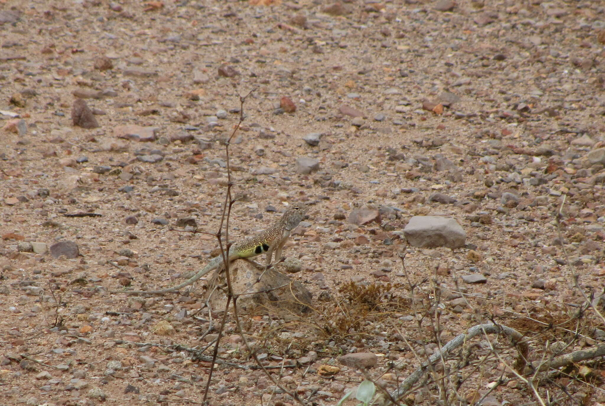 Image of Elegant Earless Lizard