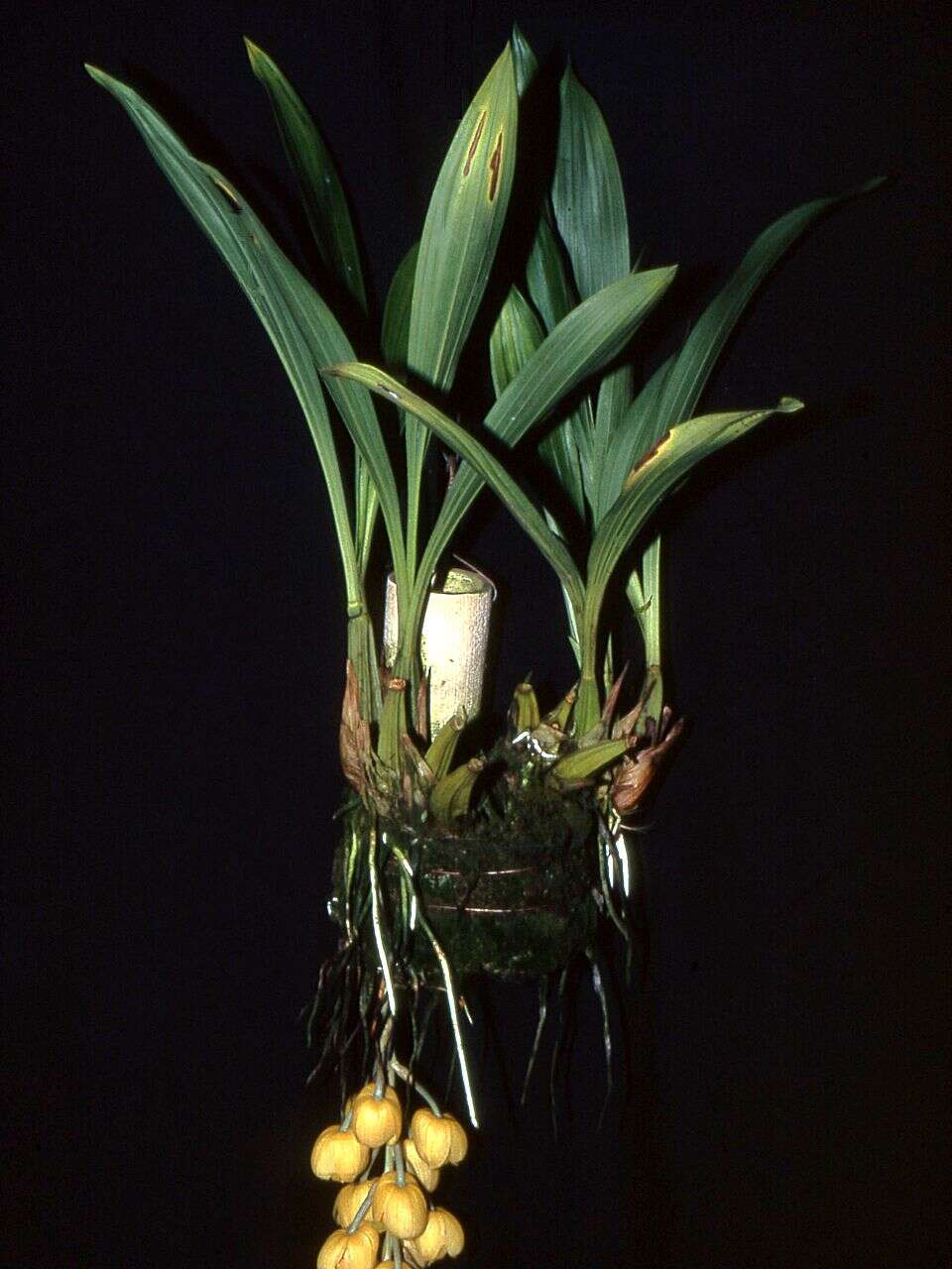 Image of Acineta chrysantha (C. Morren) Lindl.