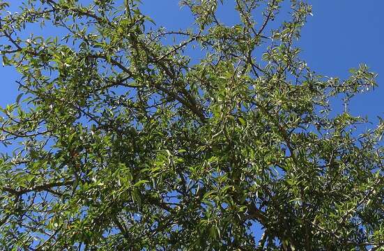 Image of Pyrus spinosa Forsk.