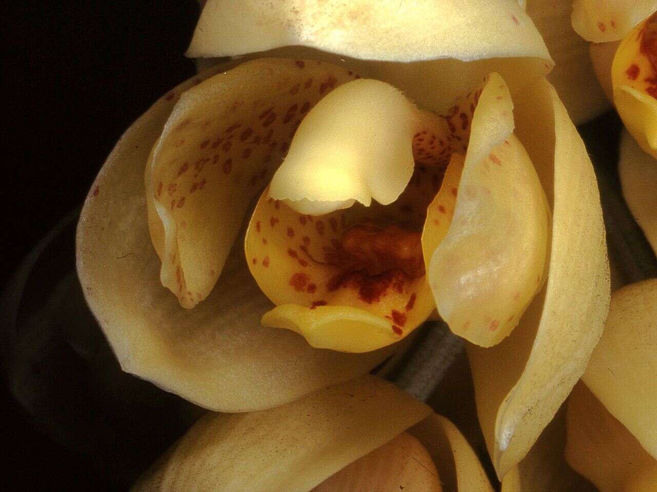 Image of Acineta chrysantha (C. Morren) Lindl.