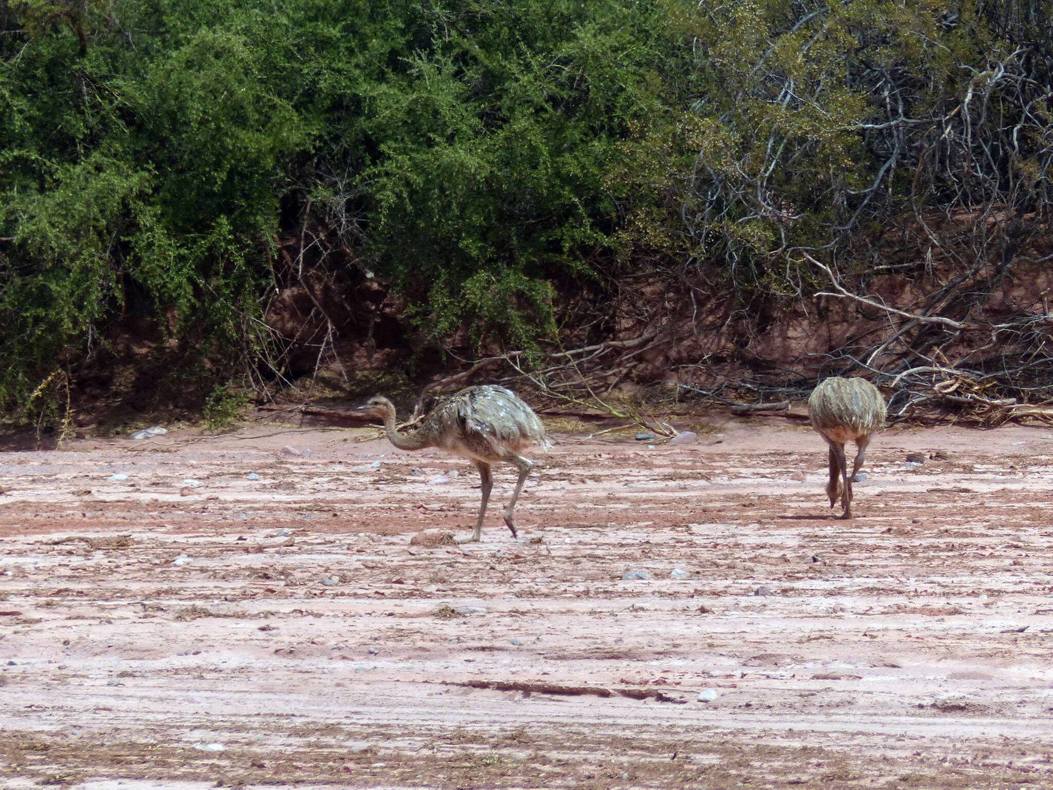 Image of Rhea pennata tarapacensis (Chubb & C 1913)