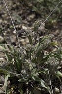 Image of Mt. Diablo phacelia