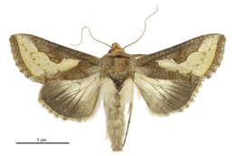 صورة Thysanoplusia orichalcea Fabricius 1775