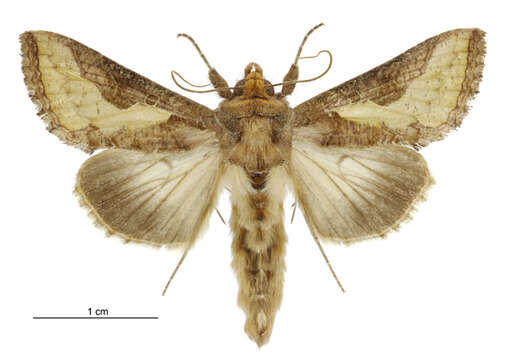 صورة Thysanoplusia orichalcea Fabricius 1775