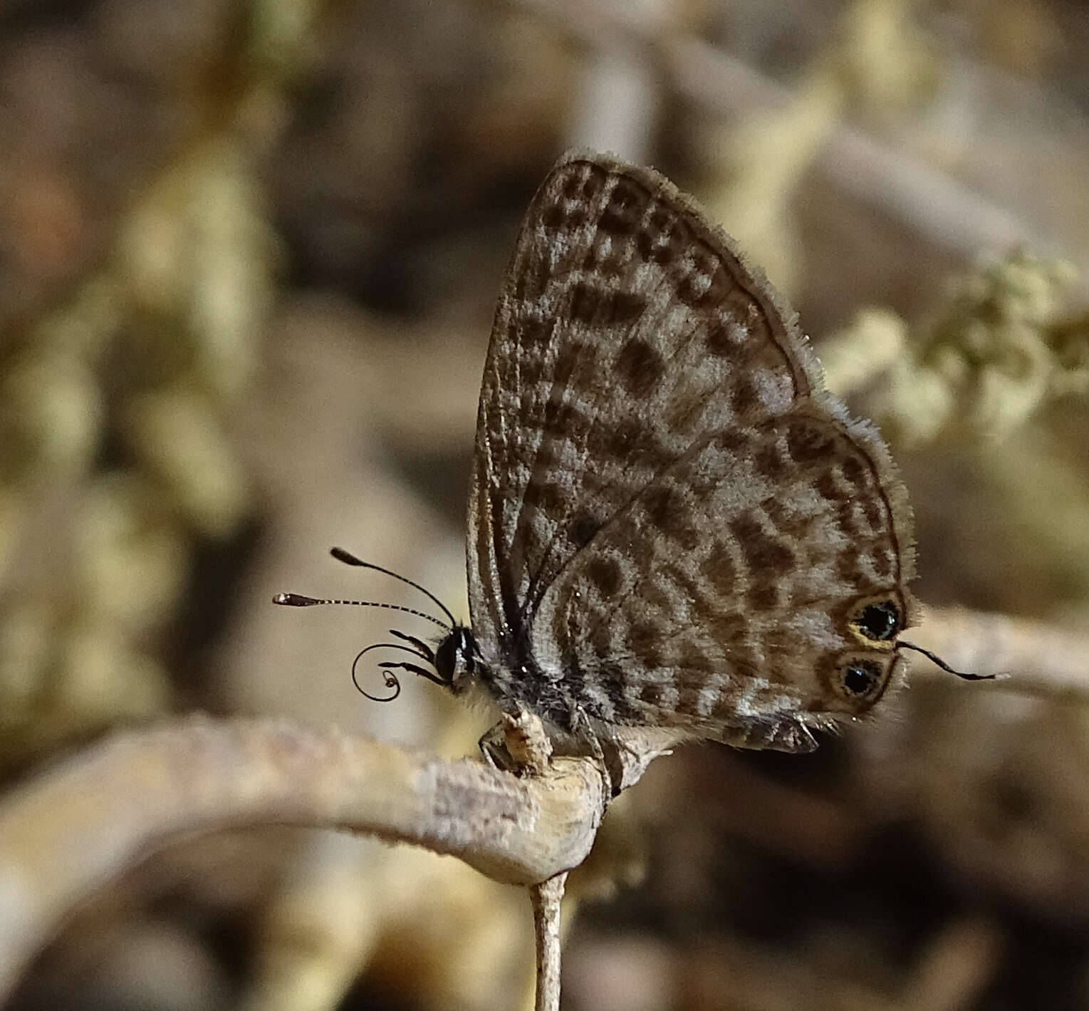 Image of <i>Leptotes <i>pirithous</i></i> pirithous