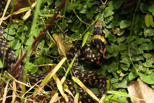 Image de Rhabdophis tigrinus formosanus (Maki 1931)