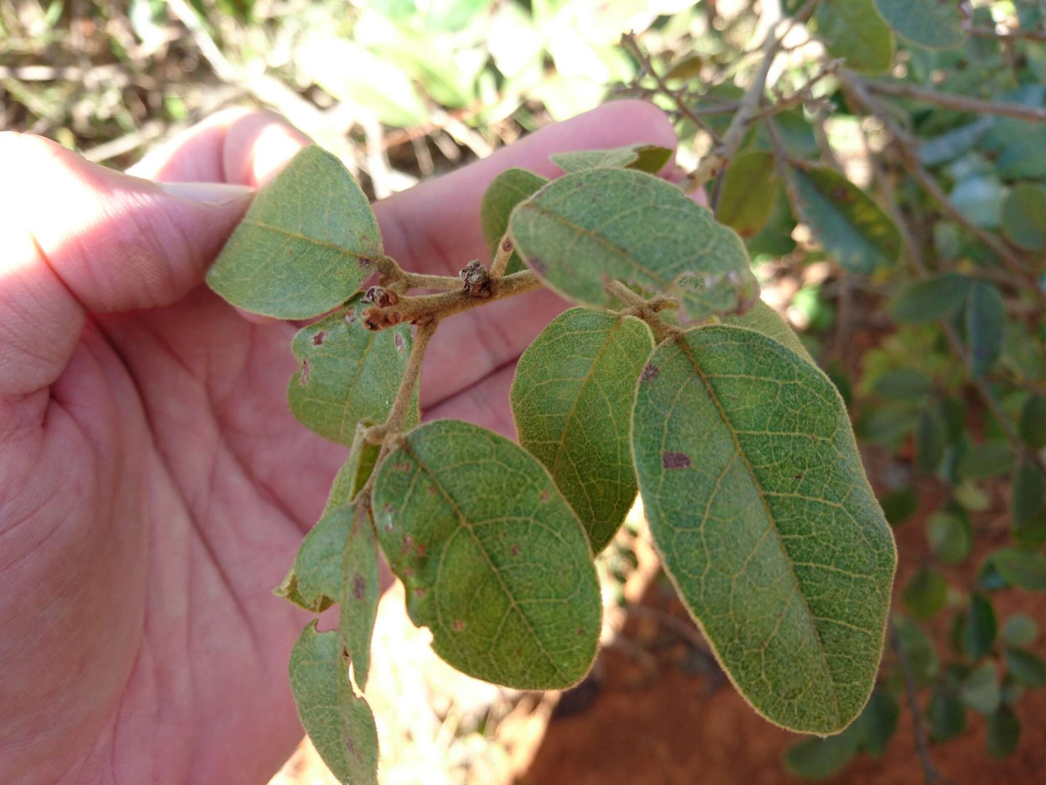 Image of Rourea induta Planch.