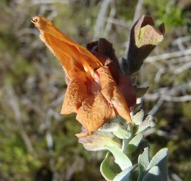 Salvia aurea L. resmi