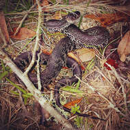 Image of Black pine snake