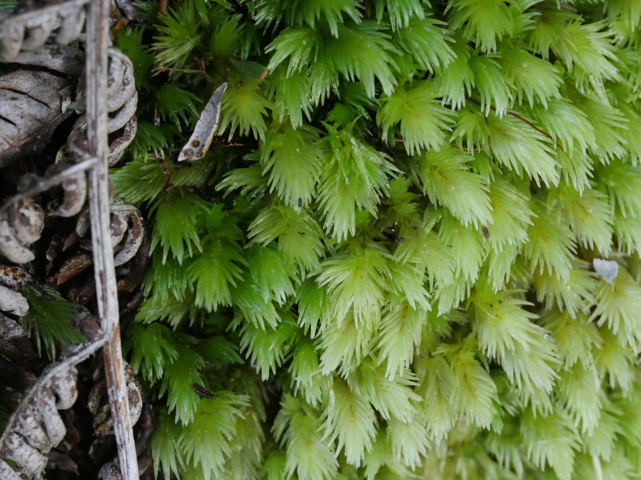 Image of Leucobryum javense Mitten 1859