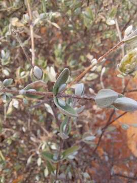 Image of Pteronia ovalifolia DC.