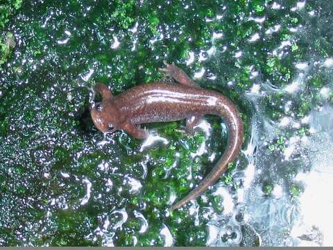 Image of Tohoku Salamander