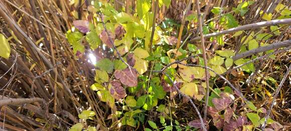 Image of Utah angelica