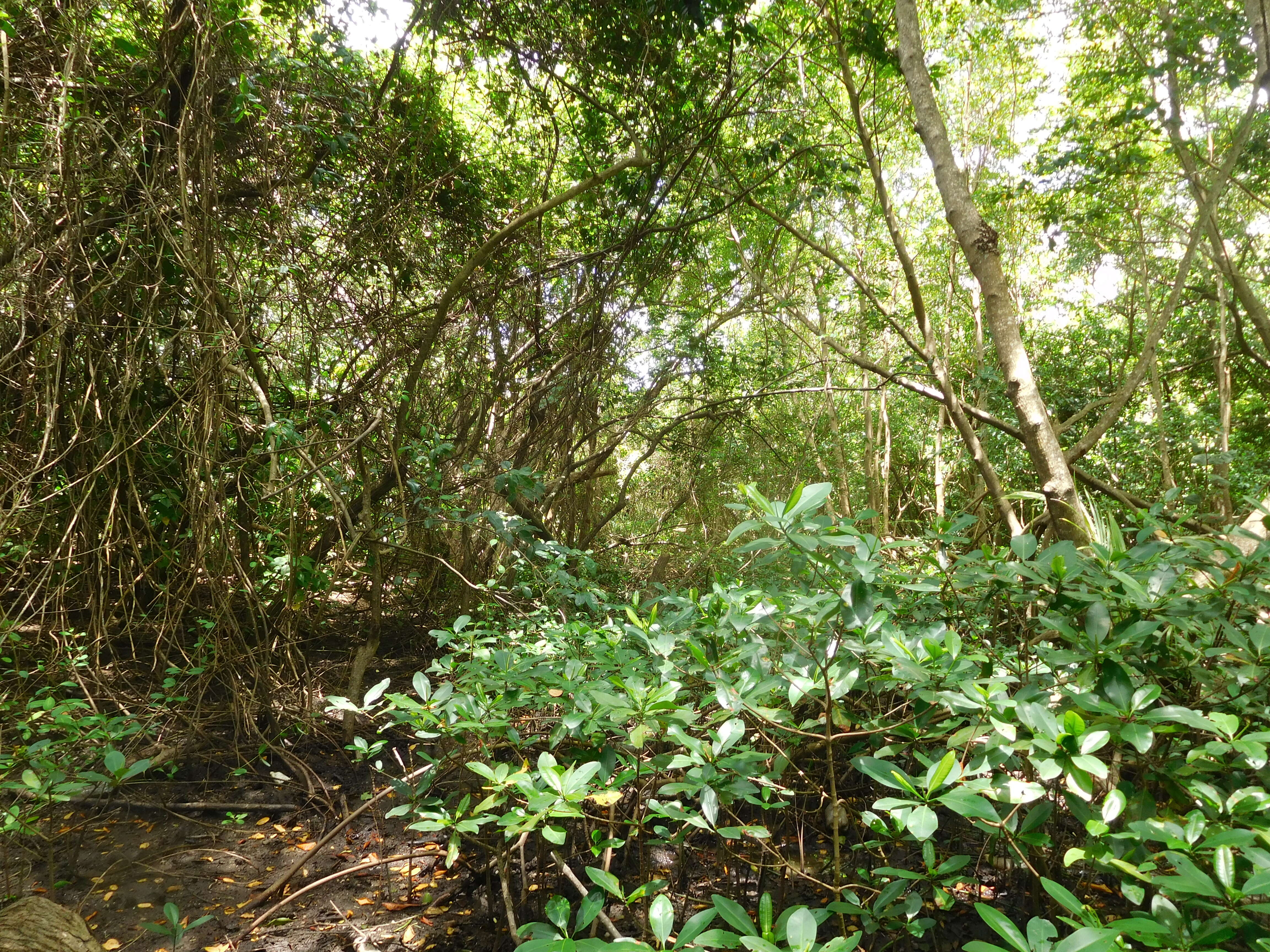 Image of red mangrove