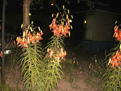 Image of Tiger lily