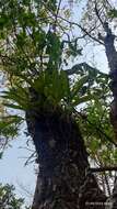 Image of Prosthechea trulla (Rchb. fil.) W. E. Higgins