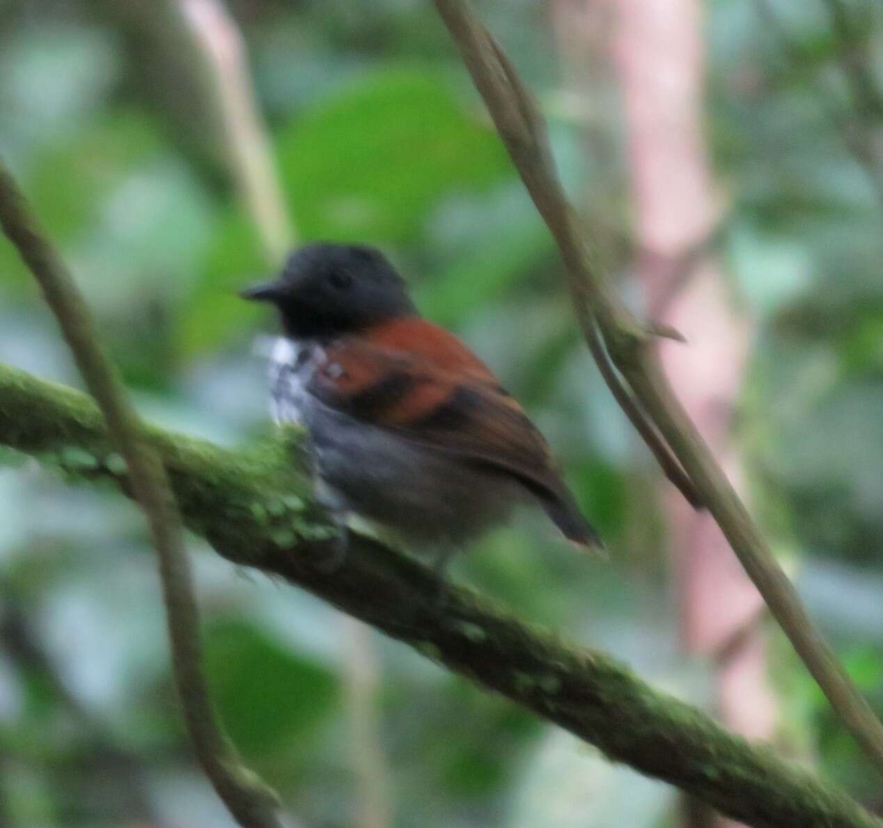 Image of Spotted Antbird