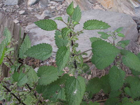 Image of Urtica aspera Petrie