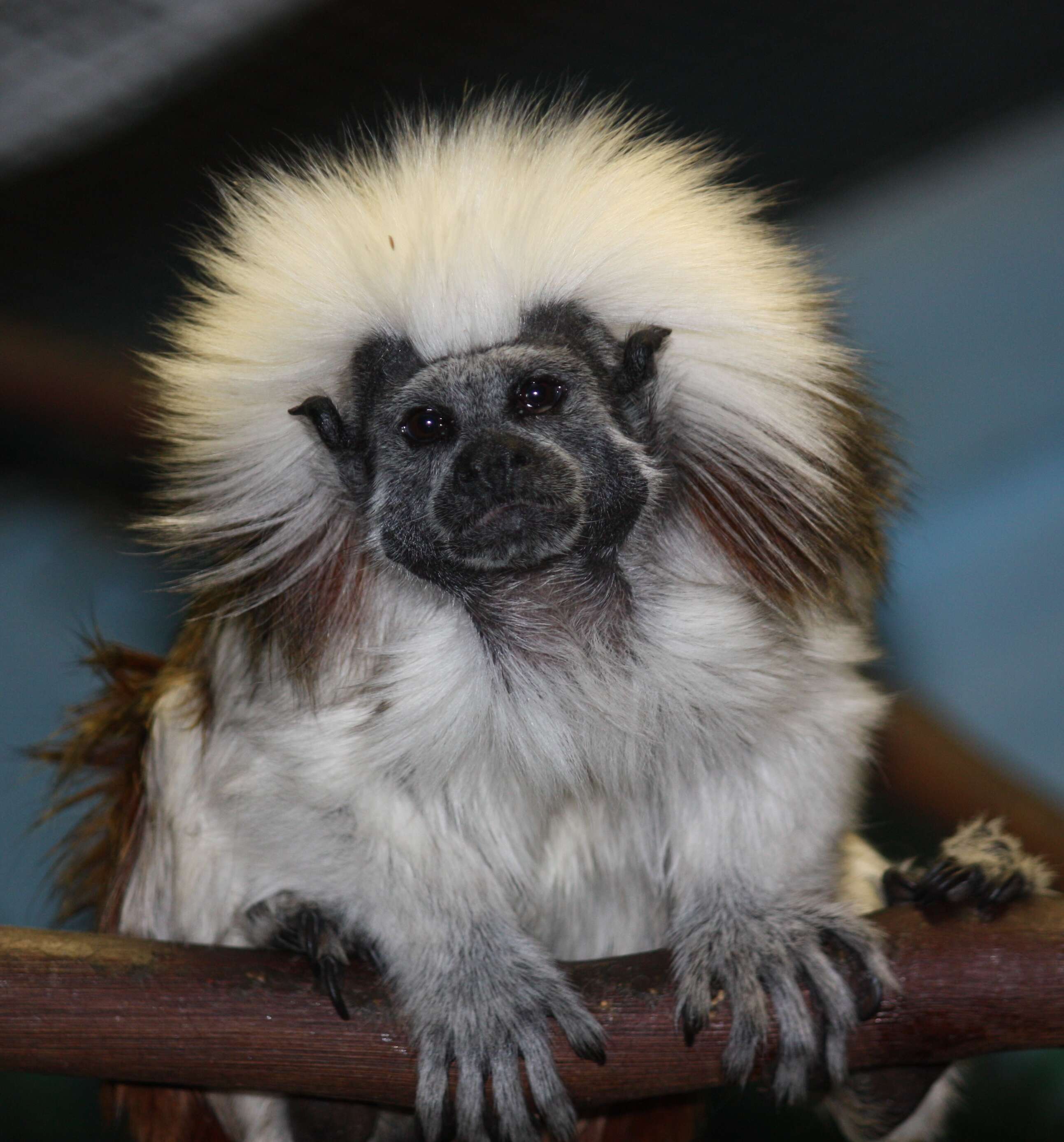 Image of cotton-top tamarin