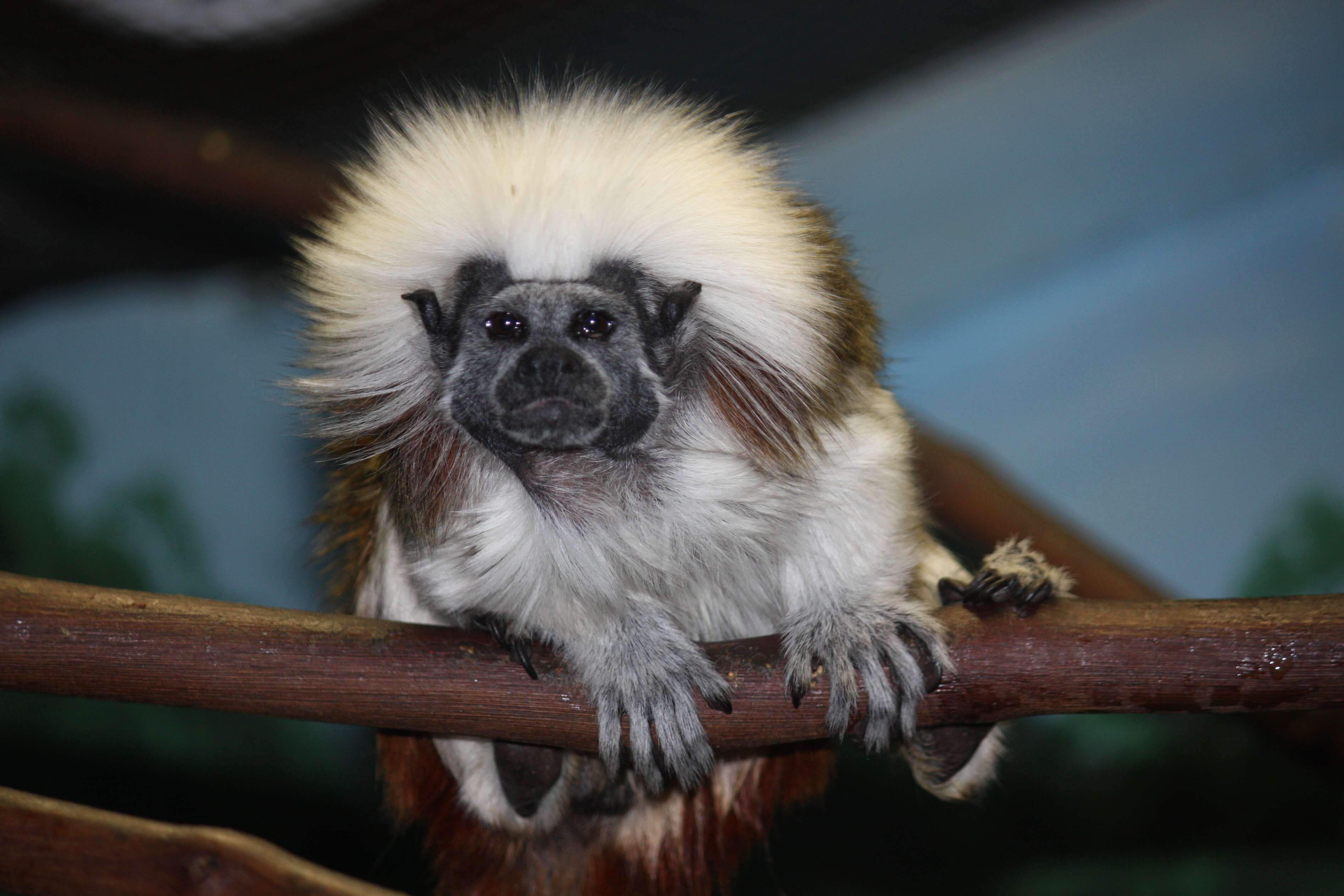 Image of cotton-top tamarin