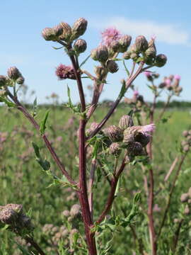 Image of Creeping Thistle