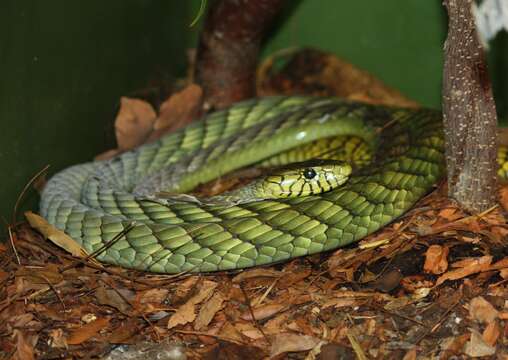 Imagem de Dendroaspis viridis (Hallowell 1844)