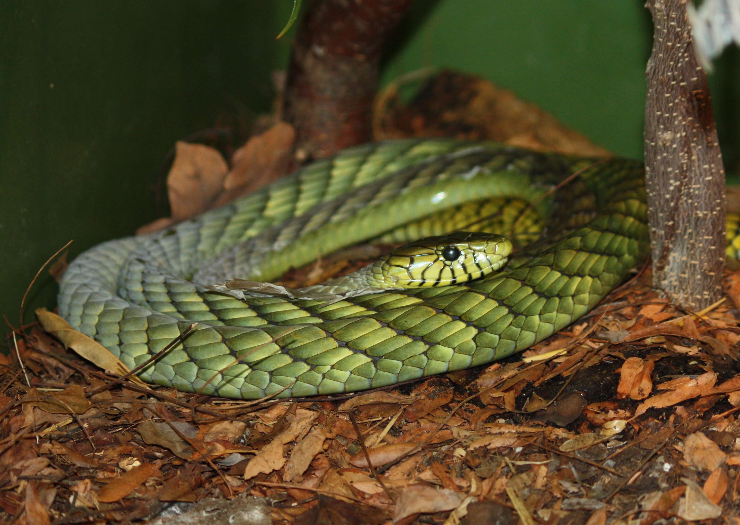 Dendroaspis viridis (Hallowell 1844) resmi