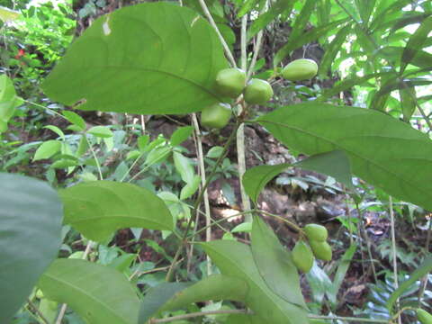 Rinorea guatemalensis (S. Watson) H. H. Bartlett resmi