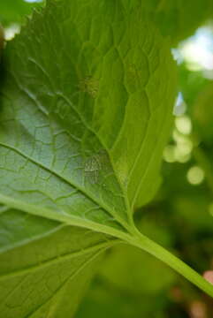 Hyaloperonospora lunariae resmi