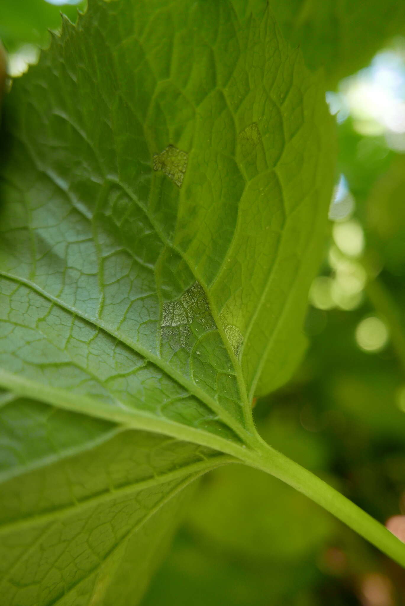 Image of Hyaloperonospora lunariae