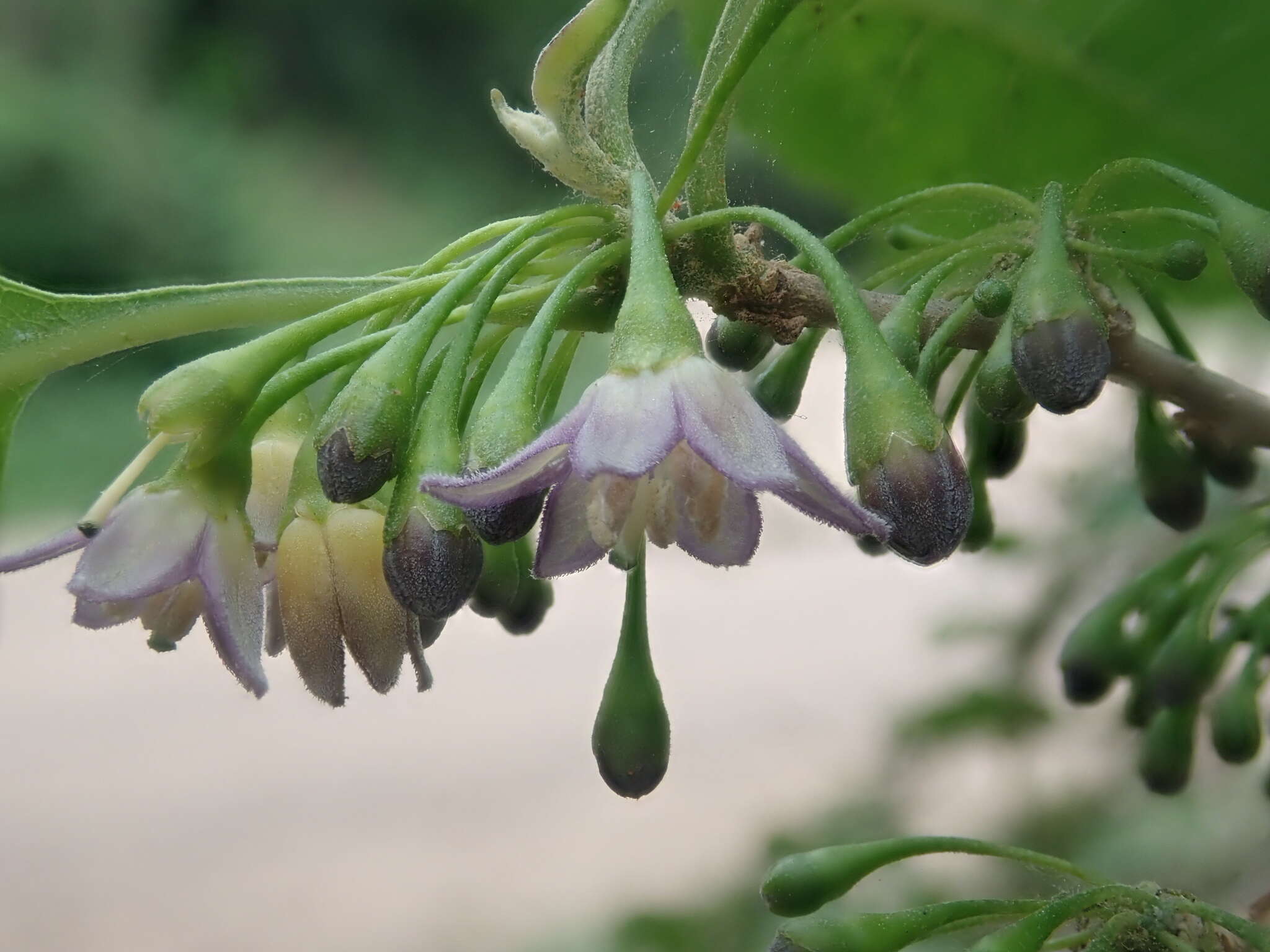 Plancia ëd Vassobia breviflora (Sendtn.) A. T. Hunziker