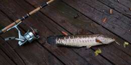 Image of Blotched snakehead