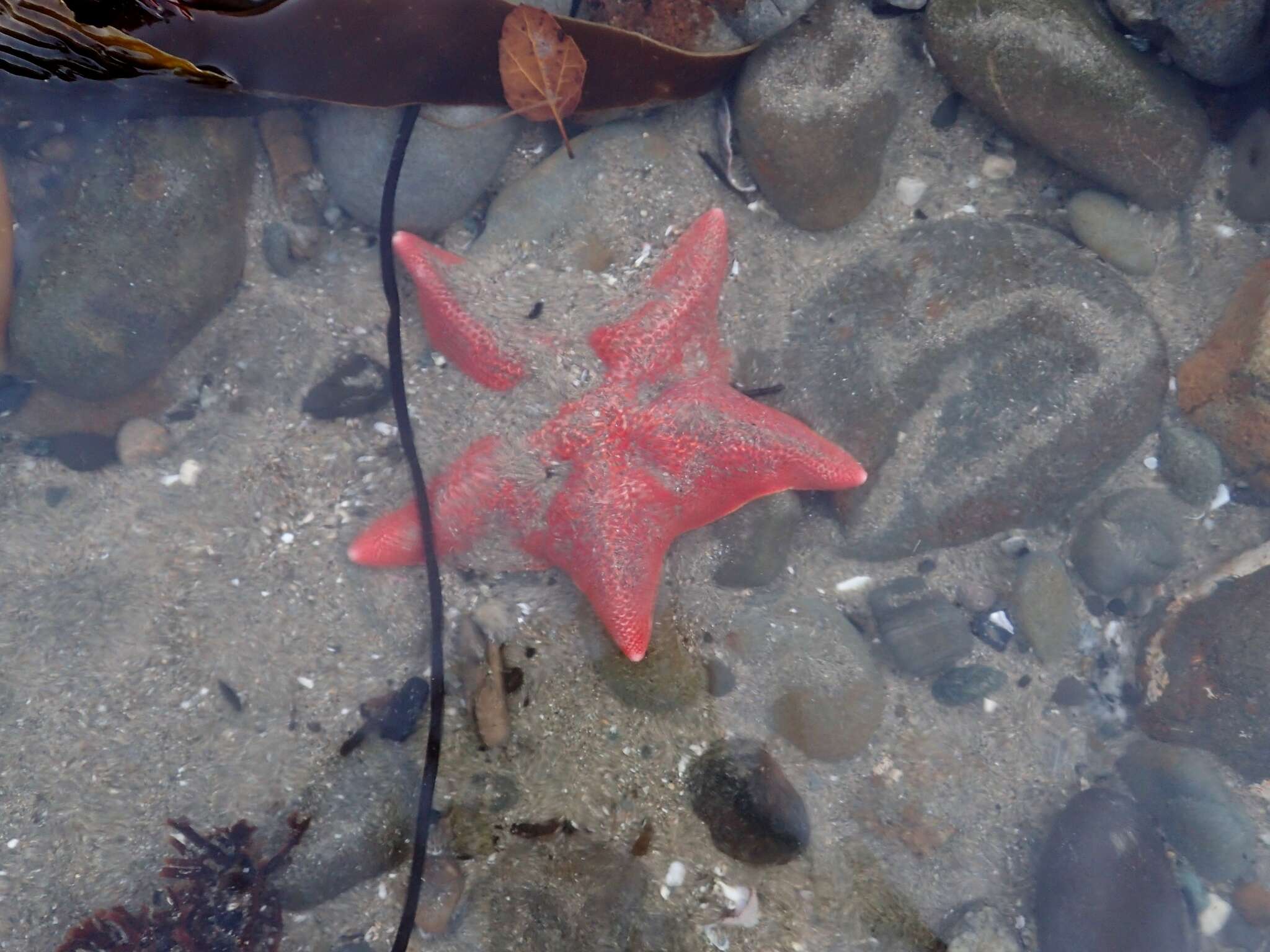 Image of Bat star