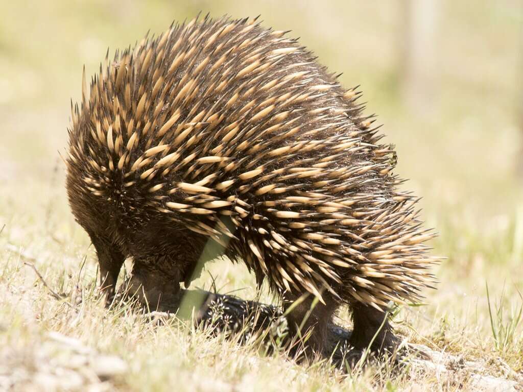 Image of Tachyglossus aculeatus aculeatus (Shaw 1792)