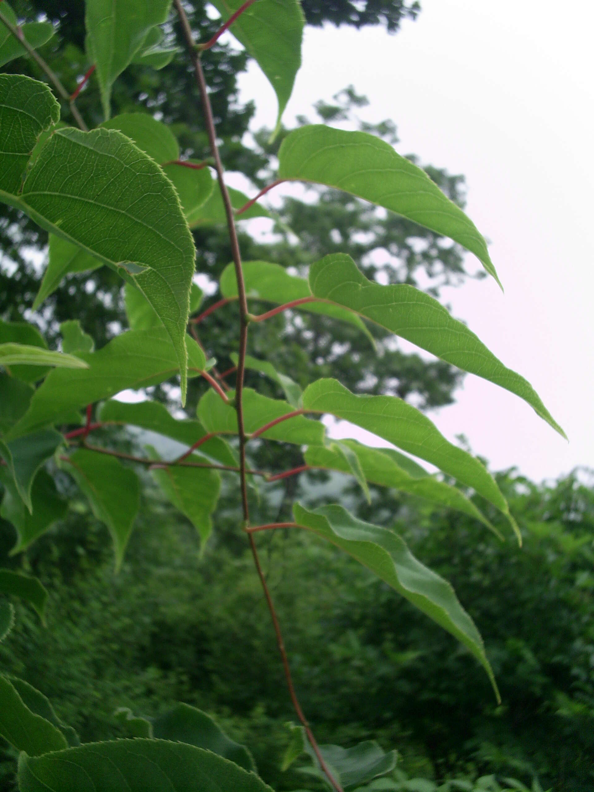 Imagem de Schisandra chinensis (Turcz.) Baill.