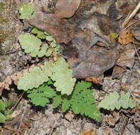 Plancia ëd Notholaena brachypus (Kunze) J. Sm.