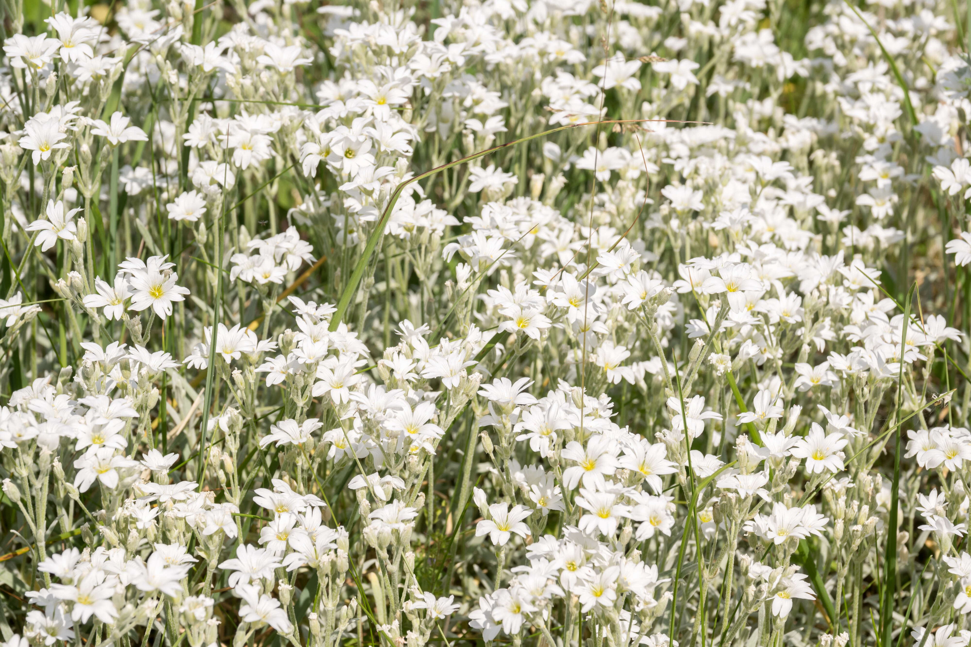 Image of Snow-in-summer